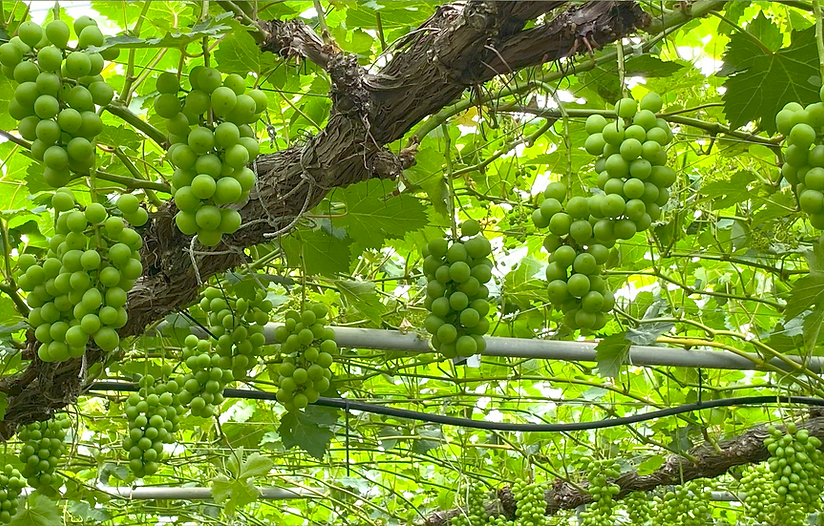 フルーツランド外塚農園 | かすみがうら市